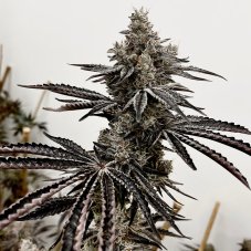 Exotic Genetix Lusty Lady feminizované semená
