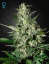 Super Critical Auto - samonakvétací semena 10 ks Green House Seeds
