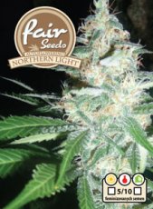 Northern Light - samocvjetajuće sjemenke 10 kom Fair Seeds