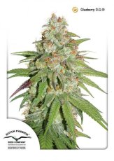Glueberry O.G. - феминизирани семена 10 бр Dutch Passion