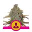 El Patron - feminizovaná semienka 10 ks Royal Queen Seeds