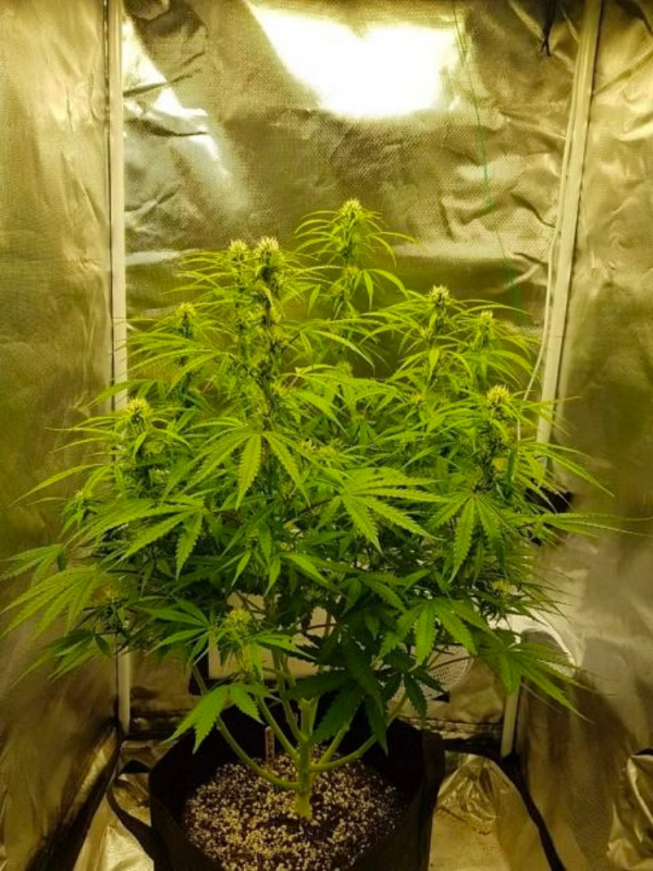 Gelat.OG Auto - samonakvétacie semienka konope 5 ks, Seedsman