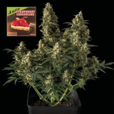 Strawberry Cheesecake Auto - samonakvétací semena marihuany, 3ks Seedsman