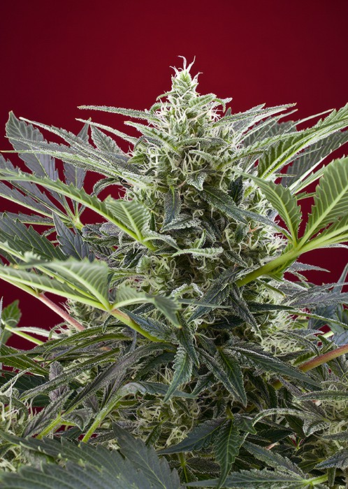 Cream 47 – feminizované semienka 5 ks Sweet Seeds