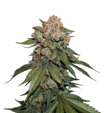 Seedstockers Maple Sherbet x Pre 89 Skunk feminizovaná semena