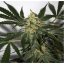 Standardowe nasiona Afghan Haze 18 szt Miło
