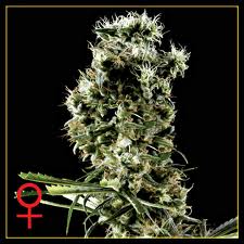 Neville 's Haze 5 ks, feminizované semená Green House Seeds