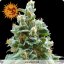 Vanilla Kush – feminizované semienka 10 ks Barney's Farm