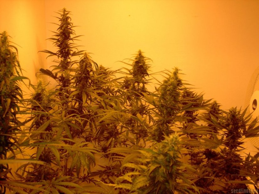 Mr Nice G13 x Hash Plant 10 ks štandardizované feminizované semená Sensi Seeds
