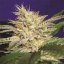 Sheherazade 10 ks, feminizované semená Paradise Seeds