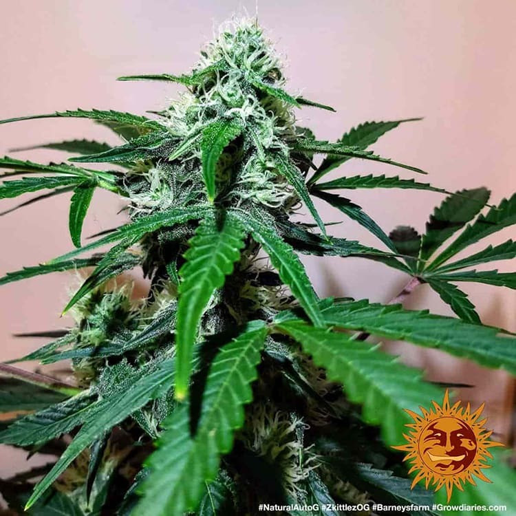 Zkittlez OG Auto - autoflowering semena marihuany 10 ks Barney´s Farm