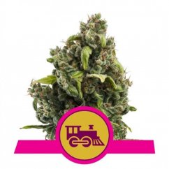 Candy Kush Express Fast Flowering feminized seeds 5pcs Royal Queen Seeds