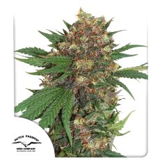 Master Kush Feminizowane Nasiona - 5