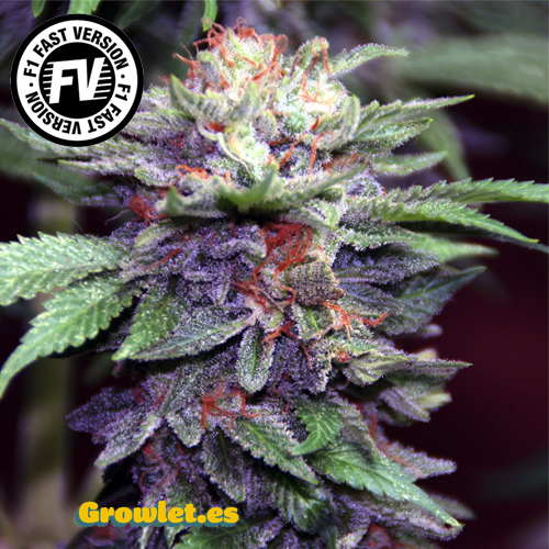 Cream Caramel Fast Version - feminizovaná semena 5ks Sweet Seeds