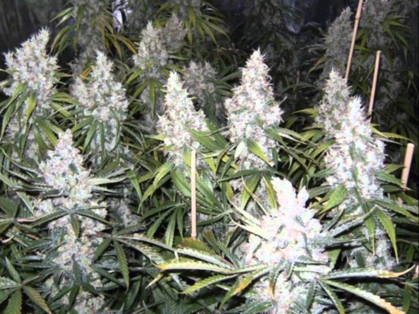 Amnesia Haze 10 ks (Indoor), regulárny semená Hy-Pro