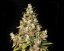 Monster - 9ks feminized semená Eva Seeds