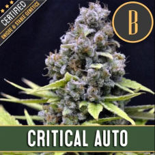 Blimburn Seeds Critical Auto samonakvétací semena