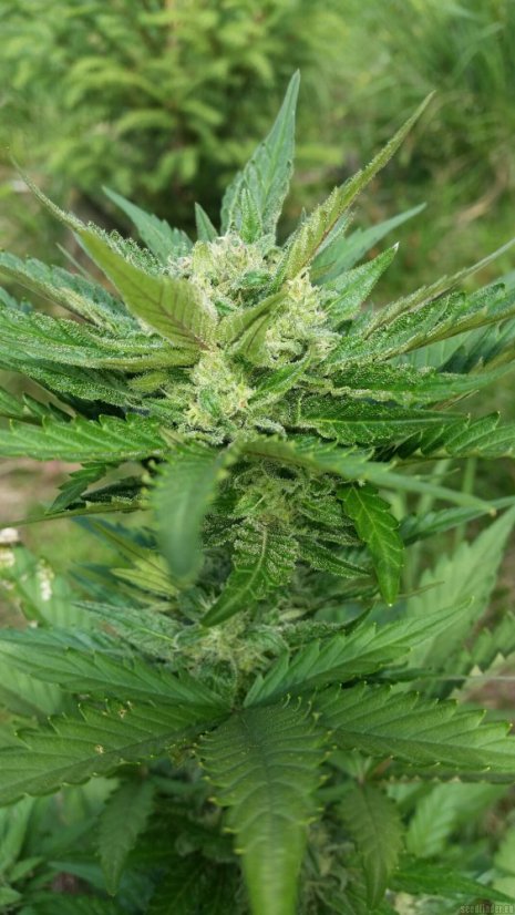 Sweet Cheese Auto - selbstblühende Samen 5 Stück Sweet Seeds