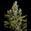 Cheese - 5 pieces of feminized Dinaf seeds