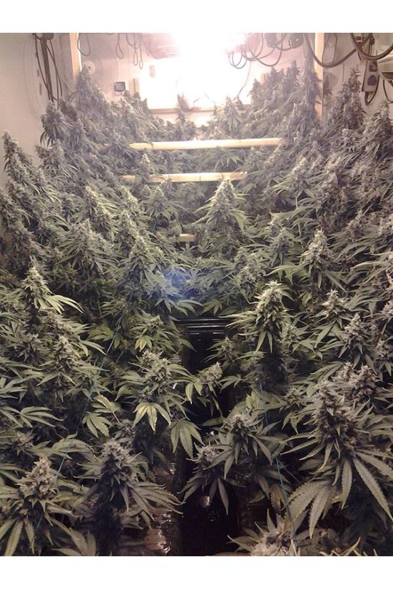 Sour Diesel Auto - fem. a autoflowering semienka 10ks Dinafem
