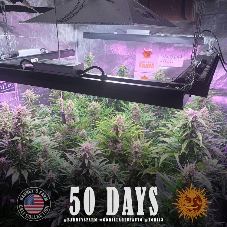 Gorilla Glue Auto - autoflowering semena marihuany 3 ks Barney´s Farm