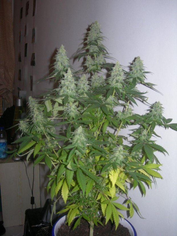 Super Skunk -  feminizovaná semínka 10 ks Sensi Seeds