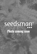 Emerald Triangle Blueberry Headband CBD feminizovaná semena