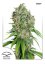Outlaw Amnesia - feminised seeds 5 pcs Dutch Passion