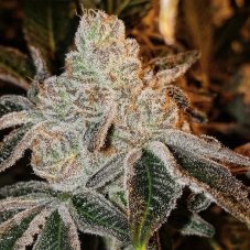 Ethos Genetics Johny Dang R1 feminizovaná semena