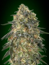 00 Seeds Gorilla feminizovaná semena