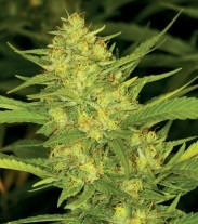 Diesel - Feminized Seeds 6 pcs Natural Seeds