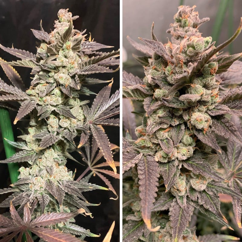 Skywalker Haze Feminizovaná Semínka - 3