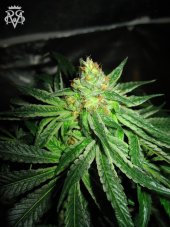SickMeds Seeds Chupacabra Feminized Seeds