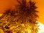 Black Jack Auto – 3 ks autoflowering semien Sweet Seeds