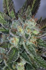 Mamiko Seeds Boomerang regulérní semeno