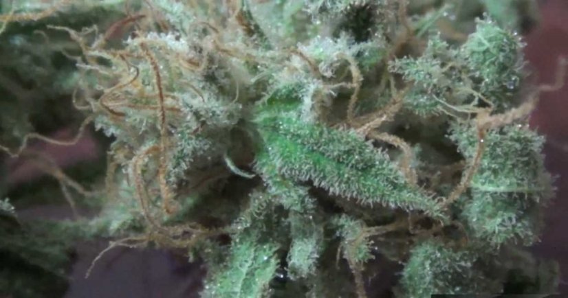 Blue Dream - nasiona feminizowane 5szt. Humboldt