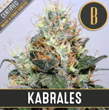 Blimburn Seeds Kabrales feminizované semená, 3 ks