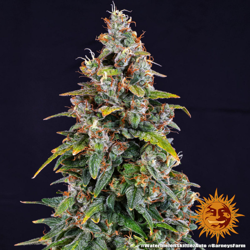 Watermelon Zkittlez Auto - autoflowering semena marihuany 10 ks Barney´s Farm