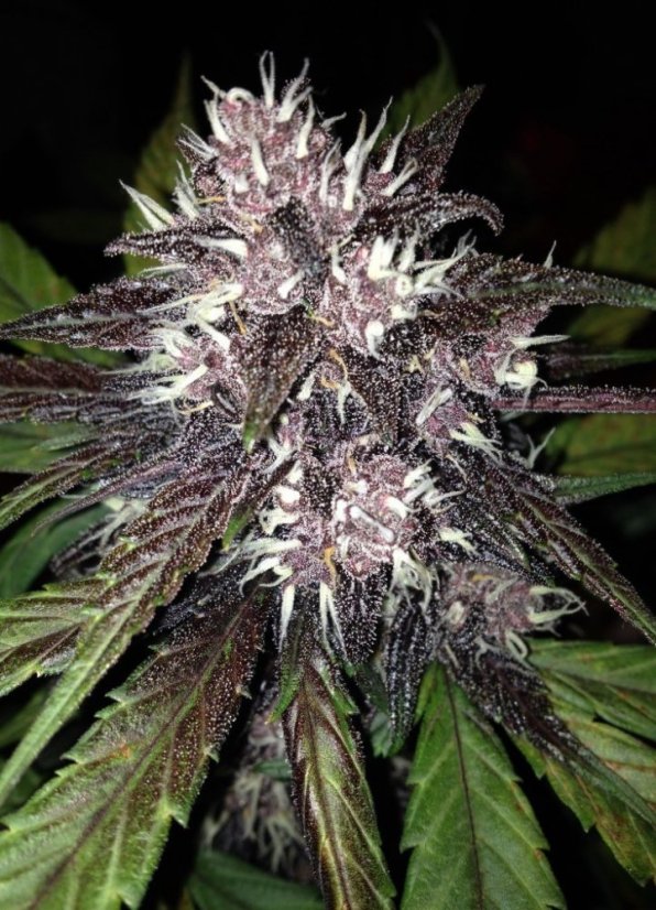 Black Cream Auto - feminizovaná a samonakvétací semínka 3ks Sweet Seeds