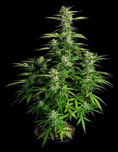 Orion F1 - autoflowering marijuana seeds 10pcs, Royal Queen Seeds