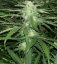 Critical Jack - feminizované semienka 36ks Natural Seeds