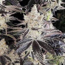 Ethos Genetics Ethos Cookies R2 feminisierte Samen