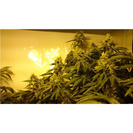 Critical Kush – feminizovaná semena 3 ks Barney´s Farms