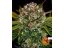 Strawberry Cheesecake Auto Feminisierte Samen - 3