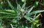 Cheese XXL Auto - fem. a autoflowering semienka 10ks Dinafem