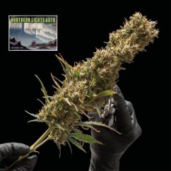 Northern Lights Auto - Autoflowering Marihuana Samen, 3Stck Seedsman