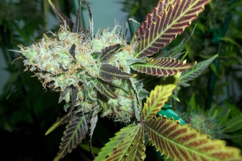 Lucid Bolt - 5 ks feminizovaná semínka Paradise Seeds