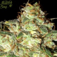 Bubba Cheese Auto - fem. a samonakvétací semínka 5ks Humboldt