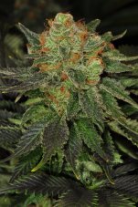 T.H. Seeds Bubblegum feminisierte Samen