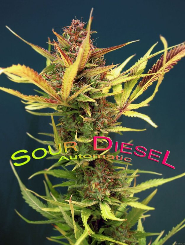 Sour Diesel Auto - fem. a autoflowering semienka 3ks Dinafem